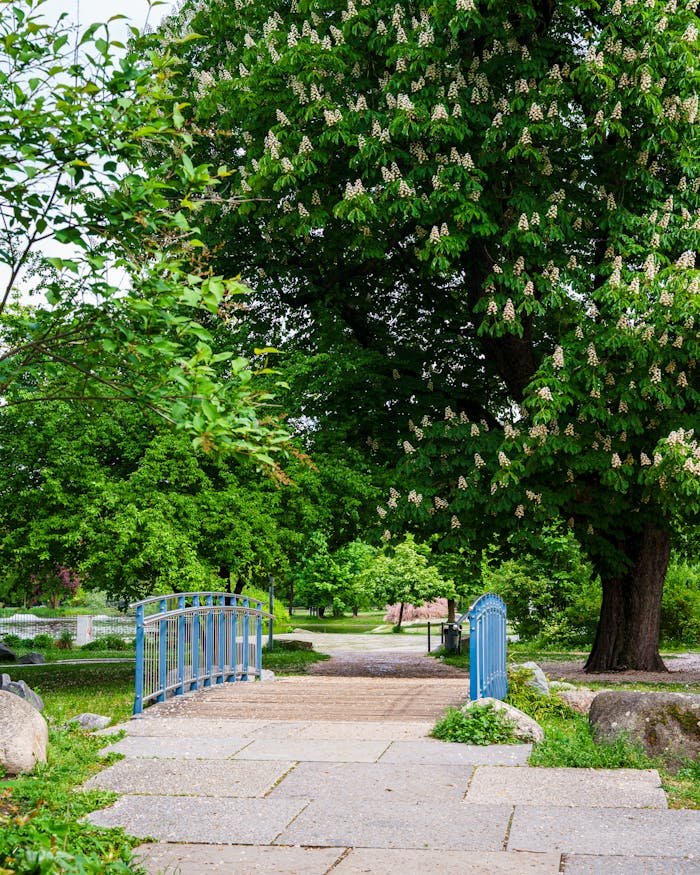 A tranquil pathway through a park with lush green trees and blooming flowers during spring.