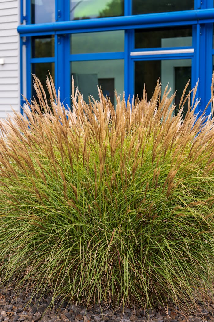 Ornamental grass growing outside a modern building with blue windows, showcasing urban landscaping.